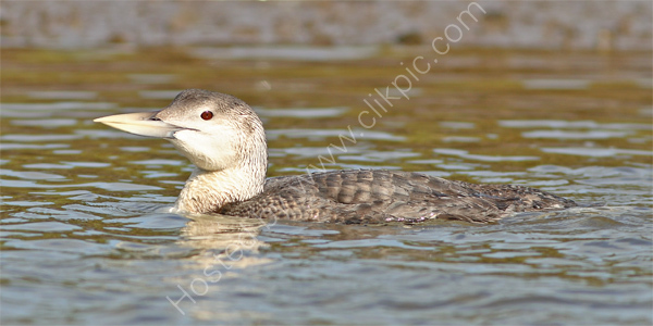 White-billed Diver